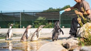 Dutch private zoo unveils expansion plans featuring sloths, otters and porcupines (Photo by: zooflits.nl)