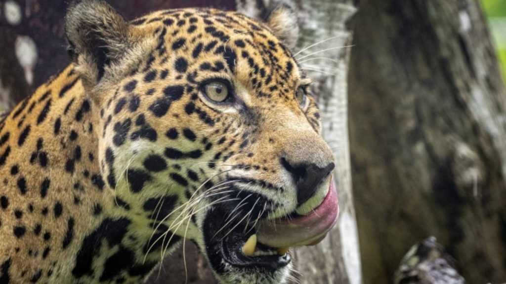 Jaguar conservation in Panama boosts tourism and sustainable development (Photo by: noticiasambientales.com)